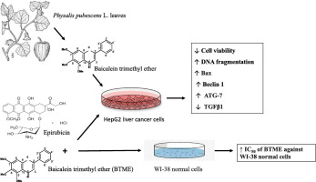 Chemotherapeutic effect of baicalein/epirubicin combination against liver cell carcinoma in-vitro: Inducing apoptosis and autophagy