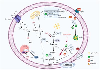Crosstalk of ferroptosis and oxidative stress in infectious diseases