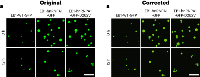 Author Correction: Phase separation of EB1 guides microtubule plus-end dynamics