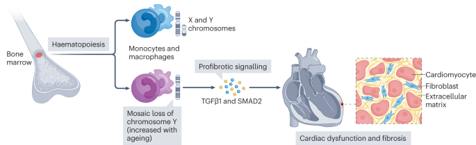 Mosaic loss of chromosome Y and cardiovascular disease