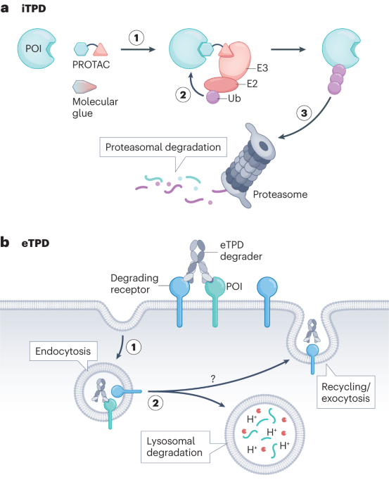 Extracellular targeted protein degradation: an emerging modality for drug discovery