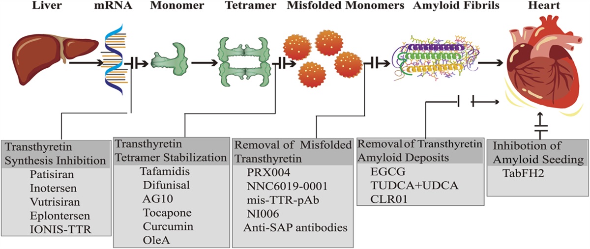 Recent Progress in the Development and Clinical Application of New Drugs for Transthyretin Cardiac Amyloidosis