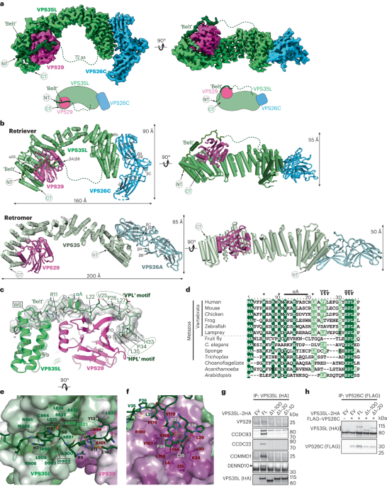 Structural organization of the retriever–CCC endosomal recycling complex