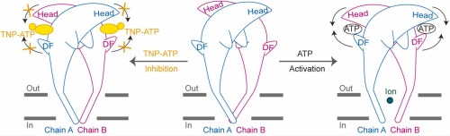 A shared mechanism for TNP-ATP recognition by members of the P2X receptor family