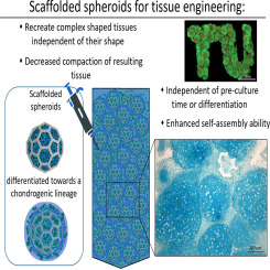 Scaffolded spheroids as building blocks for bottom-up cartilage tissue engineering show enhanced bioassembly dynamics
