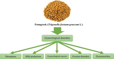 Fenugreek (Trigonella foenum-graecum L.) in Women’s Health: A Review of Clinical Evidence and Traditional Use