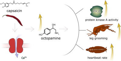 Octopamine is involved in TRP- induced thermopreference responses in American cockroach