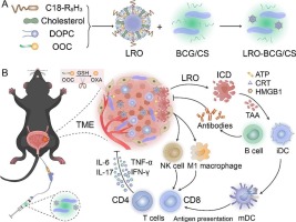 Co-delivery of oxaliplatin prodrug liposomes with Bacillus Calmette-Guérin for chemo-immunotherapy of orthotopic bladder cancer