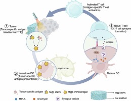 Antigen-specific T cell activation through targeted delivery of in-situ generated antigen and calcium ionophore to enhance antitumor immunotherapy