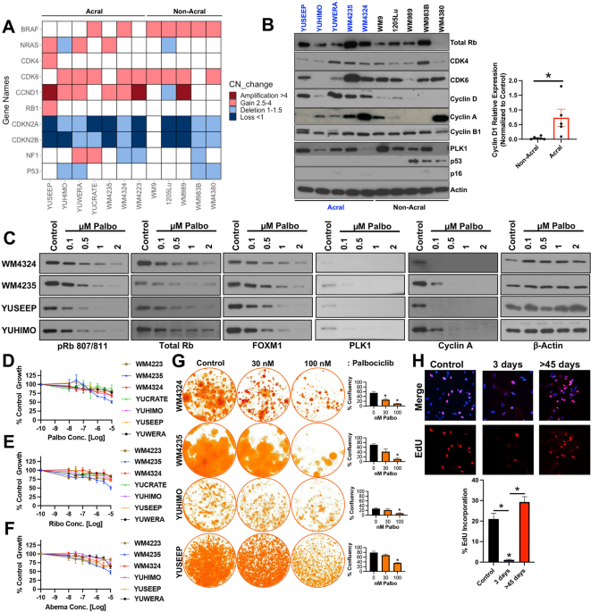 ERK hyperactivation serves as a unified mechanism of escape in intrinsic and acquired CDK4/6 inhibitor resistance in acral lentiginous melanoma