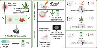 THC improves behavioural schizophrenia-like deficits that CBD fails to overcome: a comprehensive multilevel approach using the Poly I:C maternal immune activation