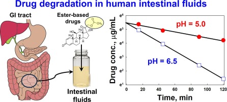 Enzymatic prodrug degradation in the fasted and fed small intestine: In vitro studies and interindividual variability in human aspirates