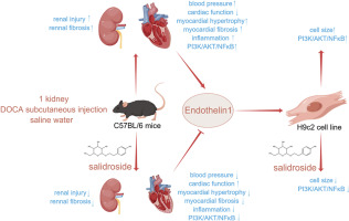 Salidroside attenuates myocardial remodeling in DOCA-salt-induced mice by inhibiting the endothelin 1 and PI3K/AKT/NFκB signaling pathways