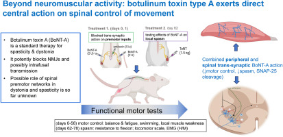 Beyond neuromuscular activity: botulinum toxin type A exerts direct central action on spinal control of movement