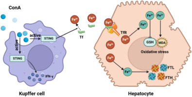 STING modulates iron metabolism to promote liver injury and inflammation in acute immune hepatitis