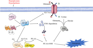 Upregulation of NF-κB by USP24 aggravates ferroptosis in diabetic cardiomyopathy