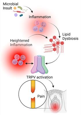Editorial: Vulvodynia and beyond: innate immune sensing, microbes, inflammation, and chronic pain