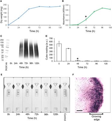Development of a monoclonal antibody and a lateral-flow device for the rapid detection of a Mucorales-specific biomarker
