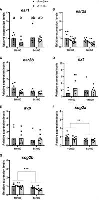 Arginine vasopressin injection rescues delayed oviposition in cyp19a1b-/- mutant female zebrafish