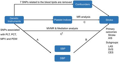 The impact of platelet indices on ischemic stroke: a Mendelian randomization study and mediation analysis
