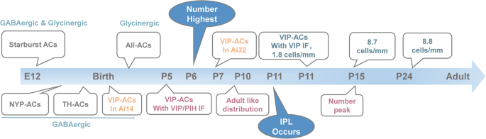 Retinal VIP-amacrine cells: their development, structure, and function