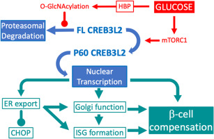 Independent activation of CREB3L2 by glucose fills a regulatory gap in mouse β-cells by co-ordinating insulin biosynthesis with secretory granule formation