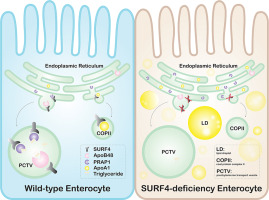 Intestinal SURF4 is essential for apolipoprotein transport and lipoprotein secretion