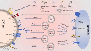 Natural Killer Cells at the Forefront of Cancer Immunotherapy with Immune Potency, Genetic Engineering, and Nanotechnology