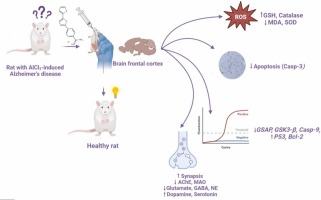 New bithiophene derivative attenuated Alzheimer’s disease induced by aluminum in a rat model via antioxidant activity and restoration of neuronal and synaptic transmission