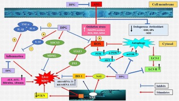 Dapagliflozin alleviates arsenic trioxide-induced hepatic injury in rats via modulating PI3K/AkT/mTOR, STAT3/SOCS3/p53/MDM2 signaling pathways and miRNA-21, miRNA-122 expression