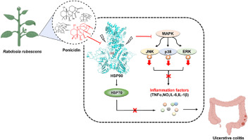 Ponicidin-induced conformational changes of HSP90 regulates the MAPK pathway to relieve ulcerative colitis