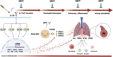 Modified Bushen Yiqi Formula mitigates pulmonary inflammation and airway remodeling by inhibiting neutrophils chemotaxis and IL17 signaling pathway in rats with COPD