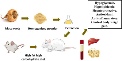 Maca roots: A potential therapeutic in the management of metabolic disorders through the modulation of metabolic biochemical markers in rats fed high-fat high-carbohydrate diet