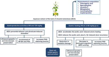 Aqueous extract of the bark of Uncaria tomentosa, an amazonian medicinal plant, promotes gastroprotection and accelerates gastric healing in rats
