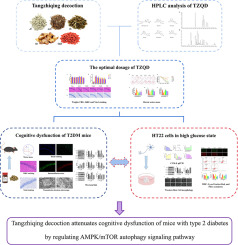 Tangzhiqing decoction attenuates cognitive dysfunction of mice with type 2 diabetes by regulating AMPK/mTOR autophagy signaling pathway