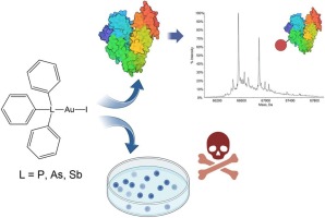 Cytotoxic auranofin analogues bearing phosphine, arsine and stibine ligands: A study on the possible role of the ligand on the biological activity
