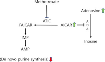 A meta-analysis of the association between the ATIC 347 C/G polymorphism and methotrexate responsiveness and toxicity in rheumatoid arthritis