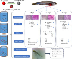 Effects of combined exposure to polystyrene microplastics and 17α-Methyltestosterone on the reproductive system of zebrafish