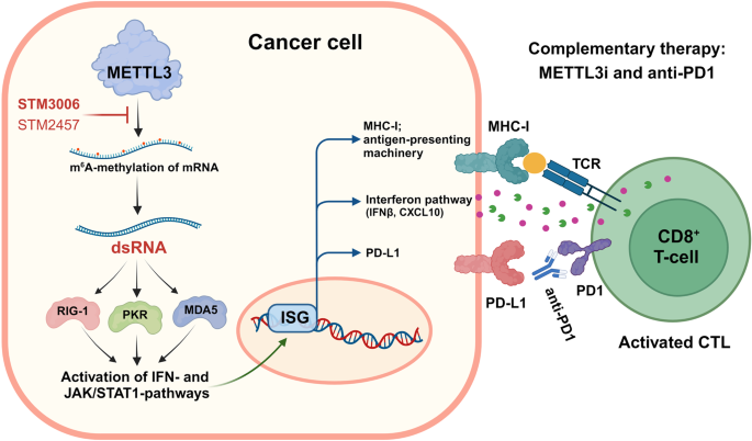 Methyltransferase-like 3 (METTL3) inhibition potentiates anti-tumor immunity: a novel strategy for improving anti-PD1 therapy