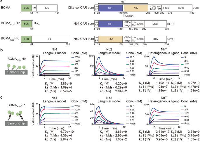 Antigen-induced chimeric antigen receptor multimerization amplifies on-tumor cytotoxicity