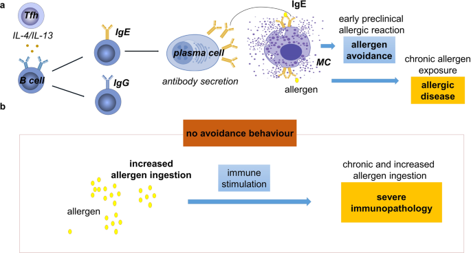 IgE-Mast cell mediated allergy: a sensor of food quality