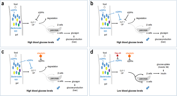 Managing type 2 diabetes: targeting a microbial enzyme as a novel treatment option