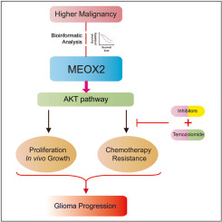 MEOX2 promotes glioma growth and temozolomide chemoresistance