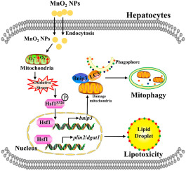 MnO2 nanoparticles trigger hepatic lipotoxicity and mitophagy via mtROS-dependent Hsf1Ser326 phosphorylation