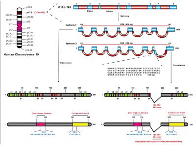 Functional features of a novel interferon-stimulated gene SHFL: a comprehensive review