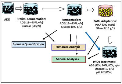 Microbial removal of nutrients from anaerobic digestate: assessing product-coupled and non-product-coupled approaches