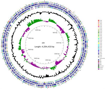 Complete genome sequence of Nguyenibacter sp. L1, a phosphate solubilizing bacterium isolated from Lespedeza bicolor rhizosphere