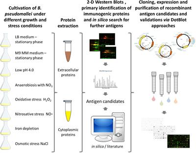 Deciphering the human antibody response against Burkholderia pseudomallei during melioidosis using a comprehensive immunoproteome approach
