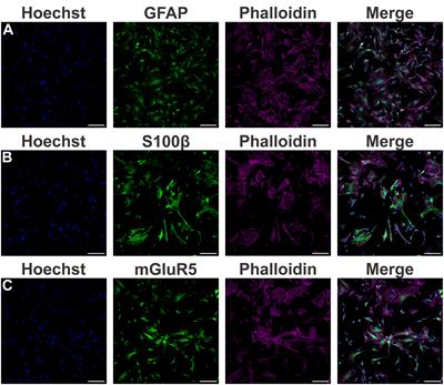 Blockade of mGluR5 in astrocytes derived from human iPSCs modulates astrocytic function and increases phagocytosis