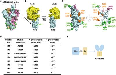 Inducing enhanced neutralizing antibodies against broad SARS-CoV-2 variants through glycan-shielding multiple non-neutralizing epitopes of RBD